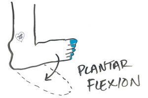 ankle-plantar-flexion