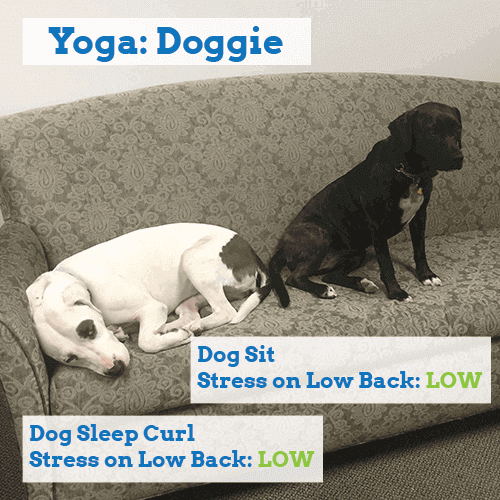 yoga-for-back-pain-dogs
