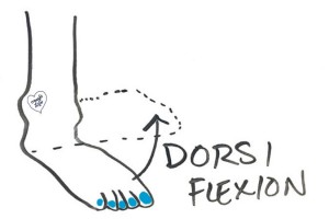 ankle-dorsi-flexion