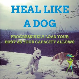 Heal-like-a-dog