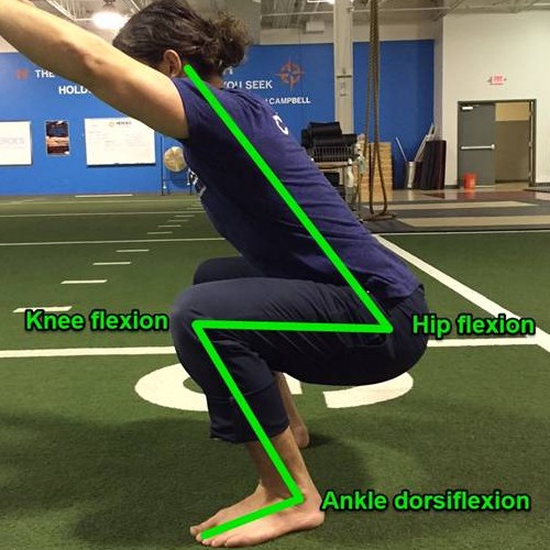 joint-ranges-during-squat