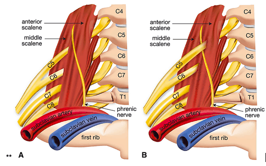 tøffel fotografering Herske The Pinched Nerve in Your Neck Most Likely Isn't Actually a Pinched Nerve